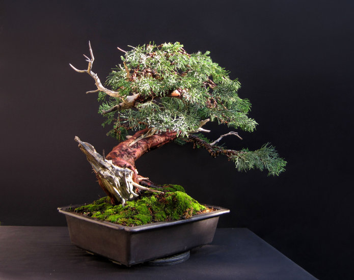san jose juniper bonsai